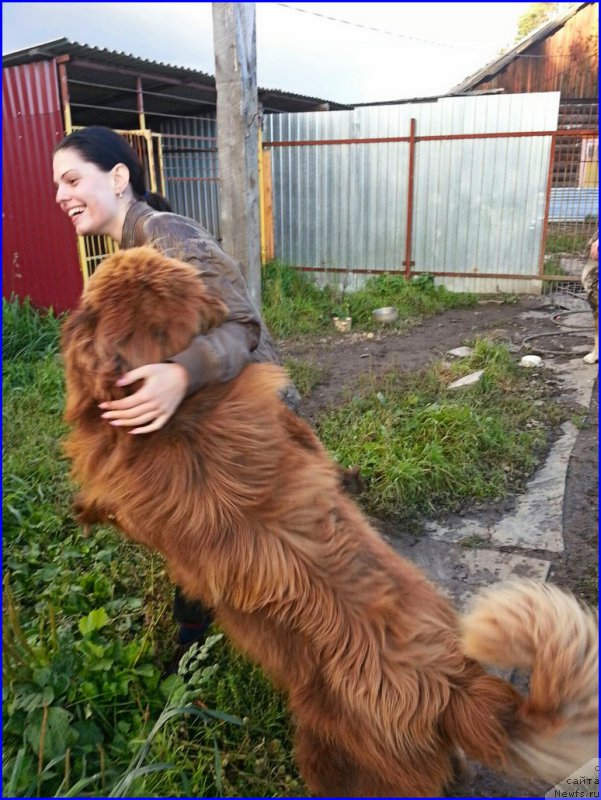 Фото: ньюфаундленд Браунблад МСК Хаким Голд Хайдар (Brownblood MSK Hakim Gold Haydar), ИРА