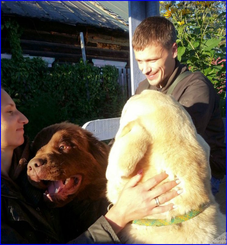 Фото: ньюфаундленд Браунблад МСК Хаким Голд Хайдар (Brownblood MSK Hakim Gold Haydar), Лена Зырина, ФРАНКО, ОЛЯ