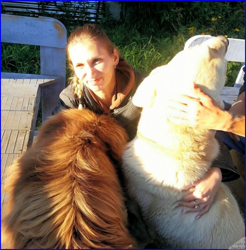 Фото: ньюфаундленд Браунблад МСК Хаким Голд Хайдар (Brownblood MSK Hakim Gold Haydar), Лена Зырина, ФРАНКО, ОЛЯ