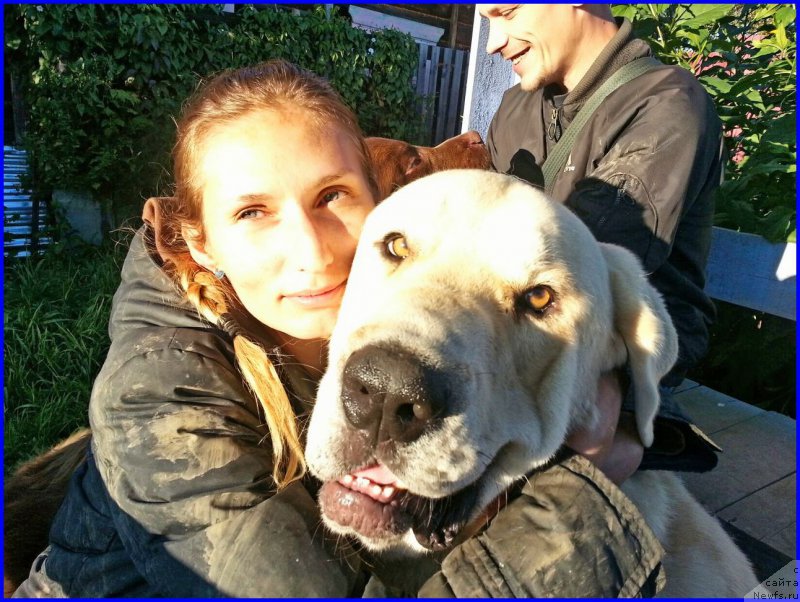 Фото: ньюфаундленд Браунблад МСК Хаким Голд Хайдар (Brownblood MSK Hakim Gold Haydar), Лена Зырина, ФРАНКО, ОЛЯ