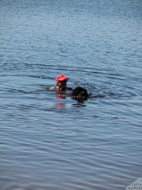 Фото: ньюфаундленд Робертино Раскошный Мальчишка Отарго Аютка (Robertino Roskoshny Malchishka Otargo Ayutka)