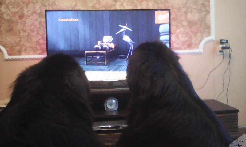 Фото: ньюфаундленд Несси Блэк с  Лесной Заимки, ньюфаундленд Супер Премиум Мерлин Монро