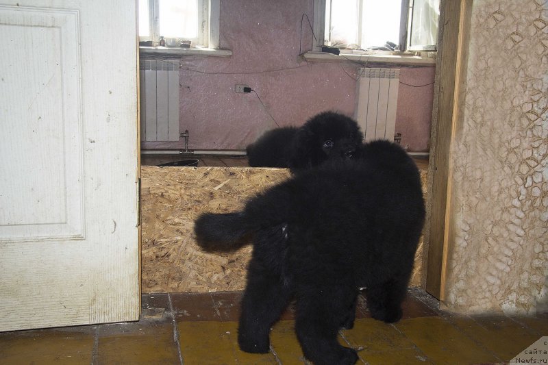 Фотография № 189883