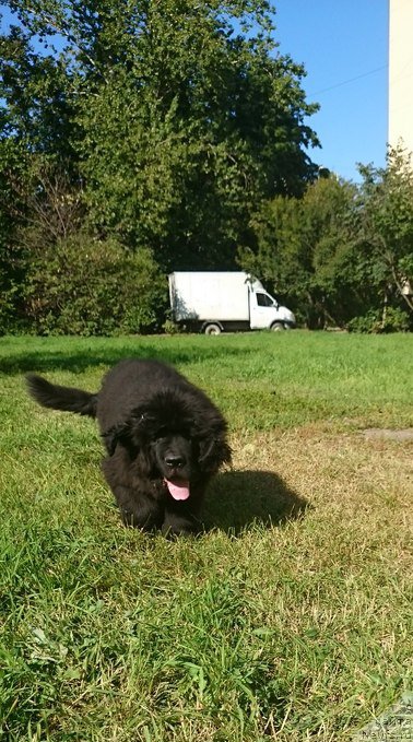 Фото: ньюфаундленд Белкондер-Клаб Ямайка Блю Маунтин (Belkonder-Club Jamaica Blue Mountin)