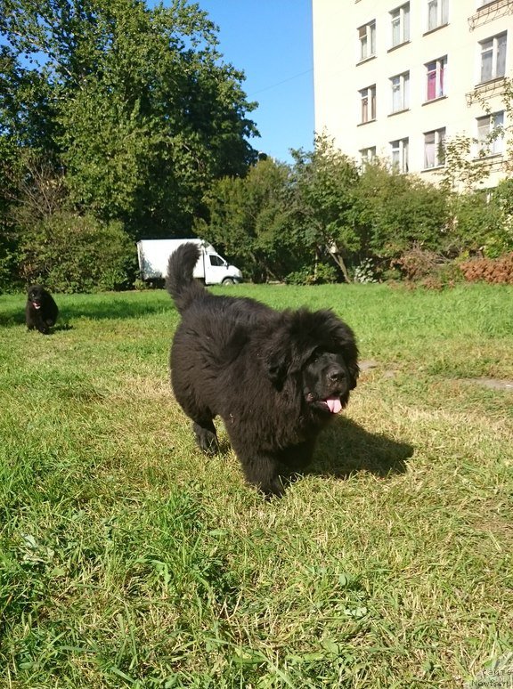 Фото: ньюфаундленд Белкондер-Клаб Ямайка Блю Маунтин (Belkonder-Club Jamaica Blue Mountin)