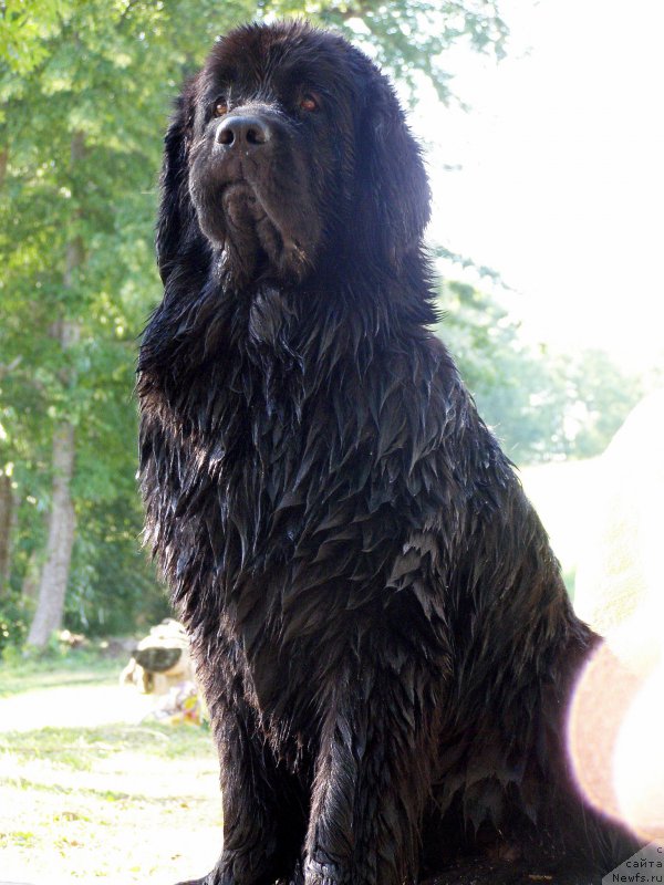 Фото: ньюфаундленд Черная Мафия Маубе Ше Вилл (Chernaya Mafia Maybe She Will)