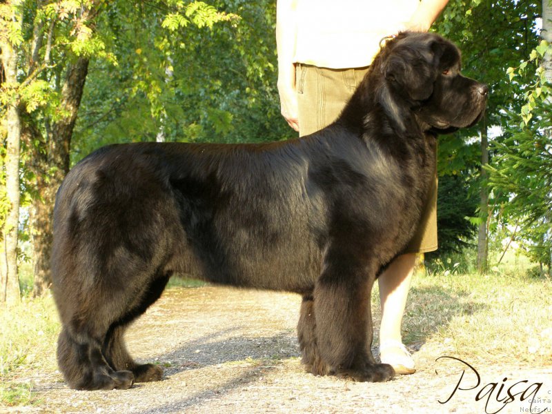 Фото: ньюфаундленд Черная Мафия Маубе Ше Вилл (Chernaya Mafia Maybe She Will)