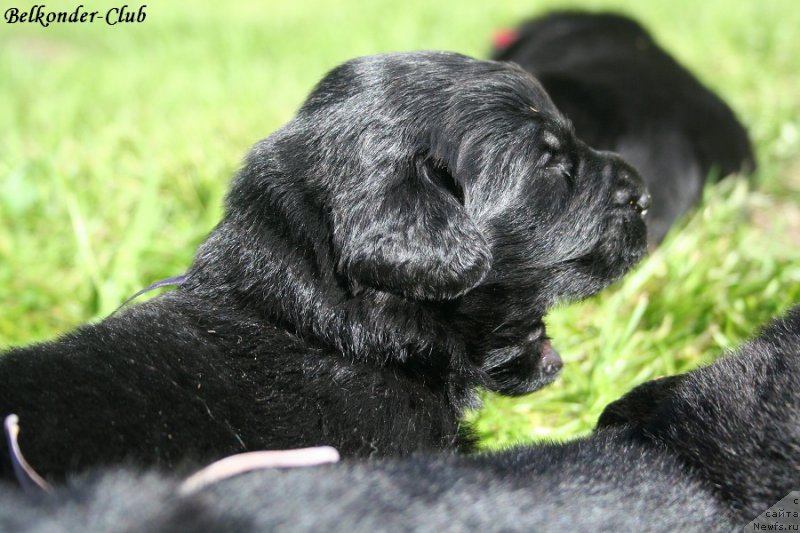 Фотография № 189918