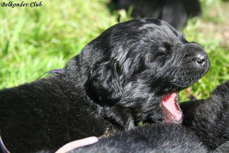 Фотография № 189920