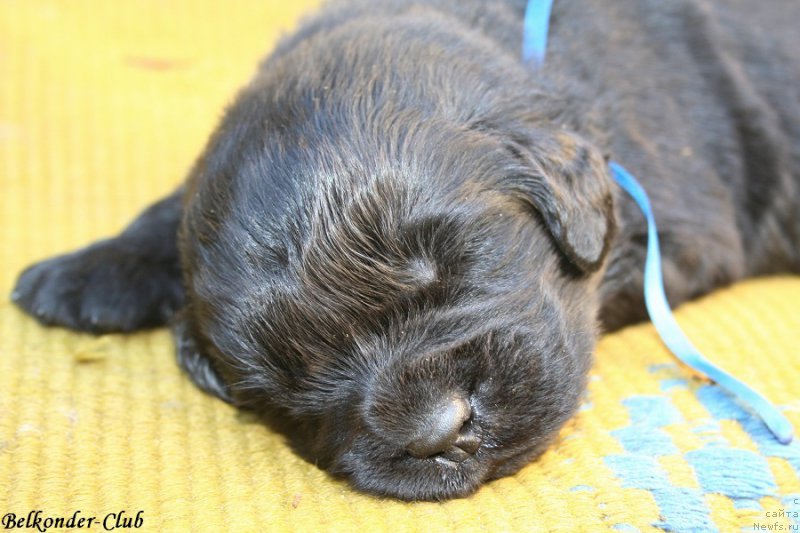 Фото: ньюфаундленд Белкондер-Клаб Бьянка Маруша (Belkonder-Club Bianca Marussia)