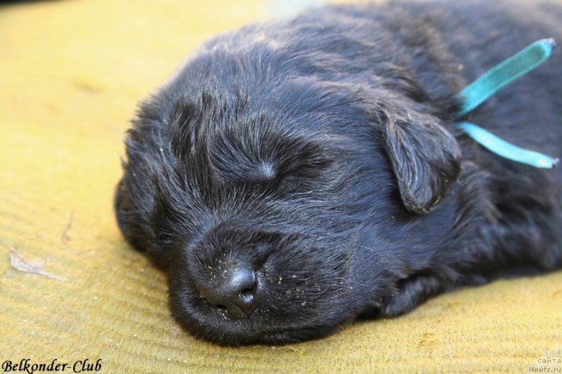 Фото: ньюфаундленд Белкондер-Клаб Бьянка Маруша (Belkonder-Club Bianca Marussia)