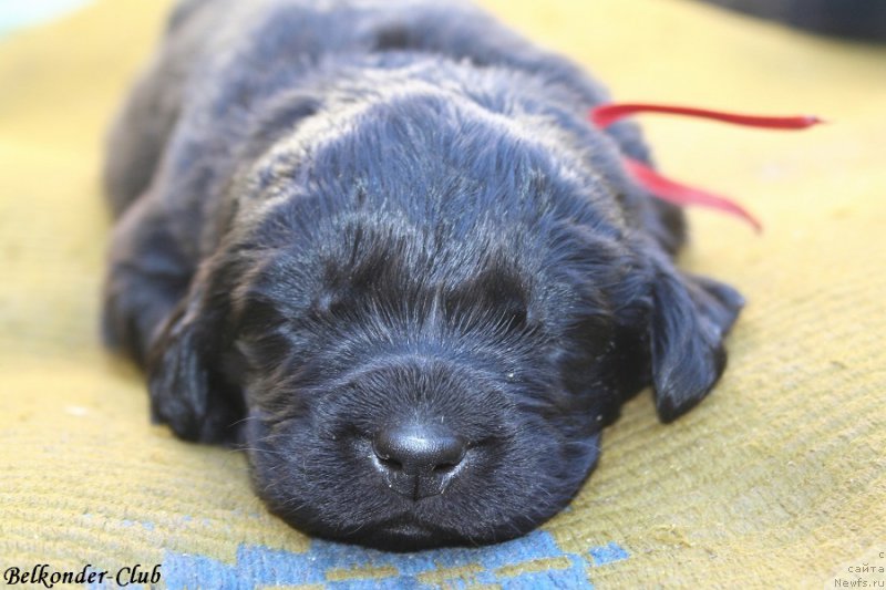 Фотография № 189935