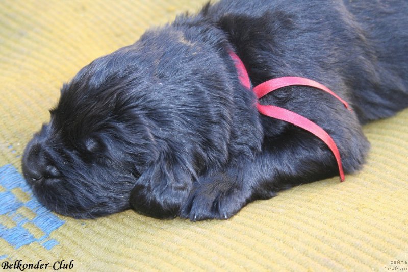 Фото: ньюфаундленд Белкондер-Клаб Барбера Ла Мадонна (Belkonder-Club Barbera La Madonna)
