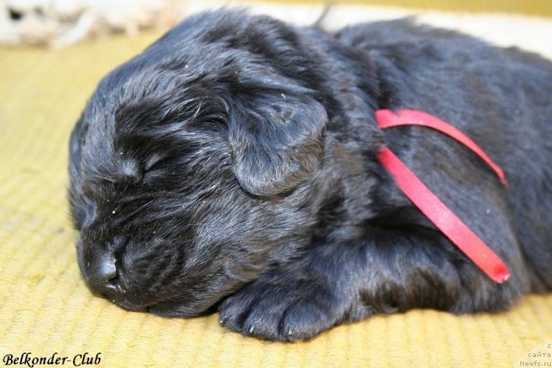 Фото: ньюфаундленд Белкондер-Клаб Барбера Ла Мадонна (Belkonder-Club Barbera La Madonna)