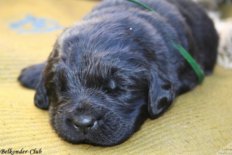 Фотография № 189938