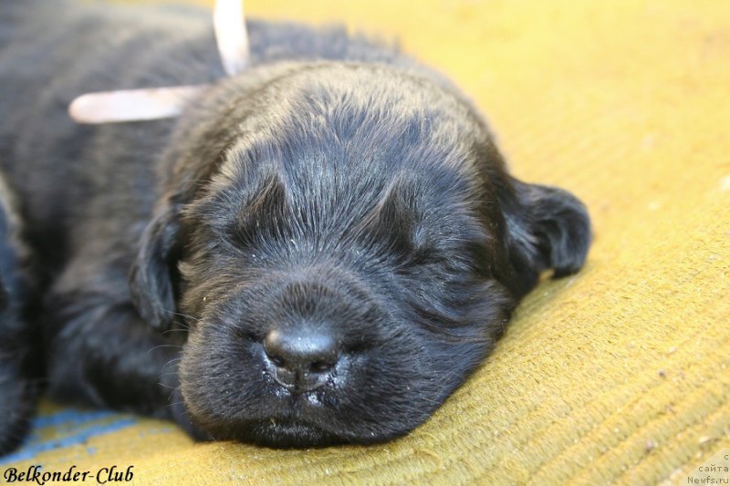 Фото: ньюфаундленд Белкондер-Клаб Бургунди Айс (Belkonder-Club Burgundy Ice)