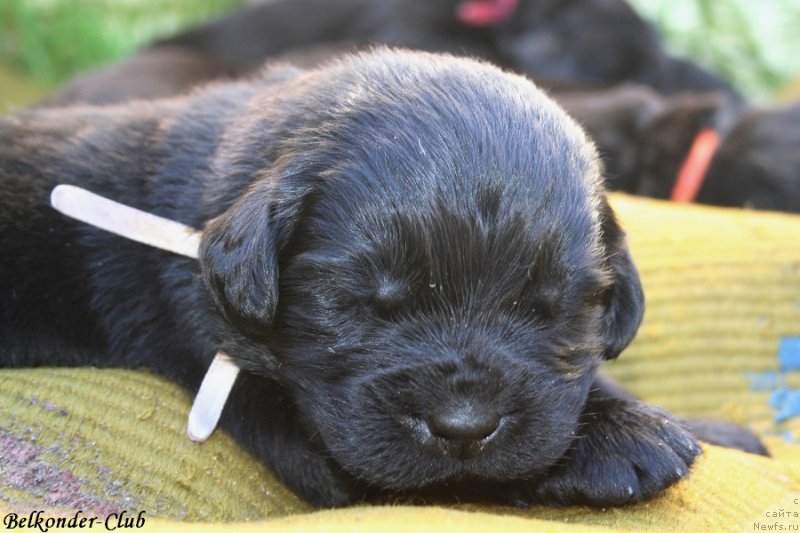 Фотография № 189946