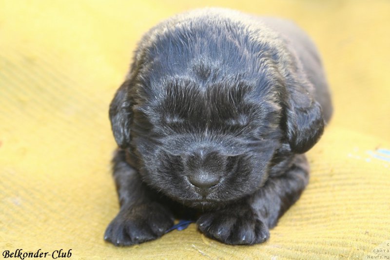 Фото: ньюфаундленд Белкондер-Клаб Блэк Бейлиз (Belkonder-Club Black Baileys)