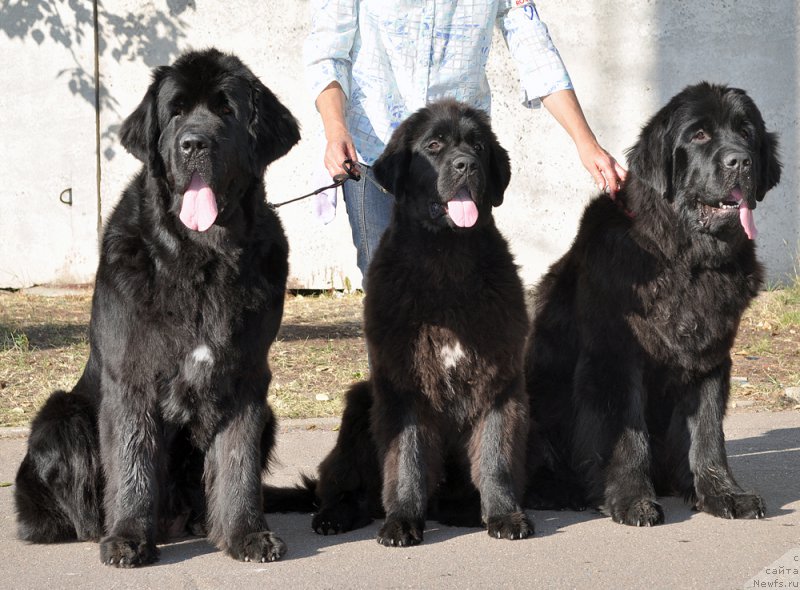 Фотография № 189953