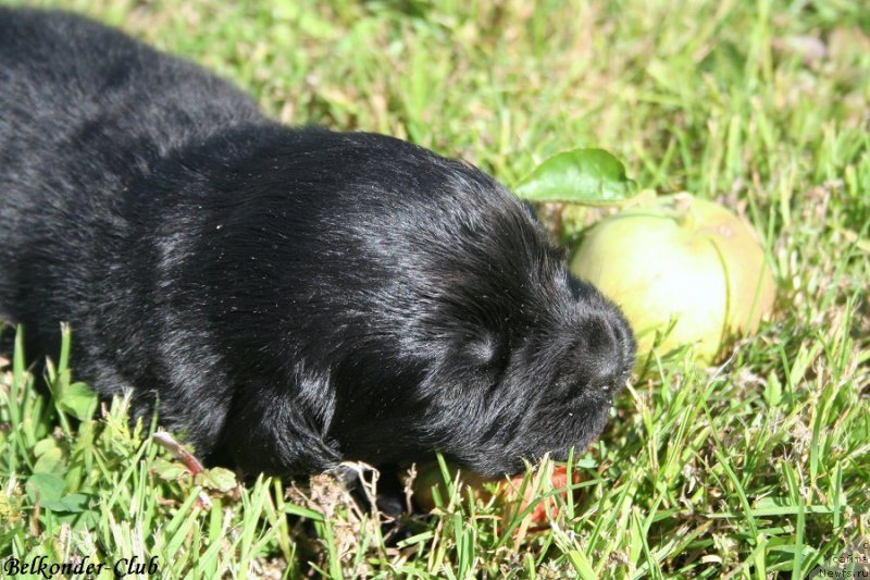 Фото: кобель белая лента
