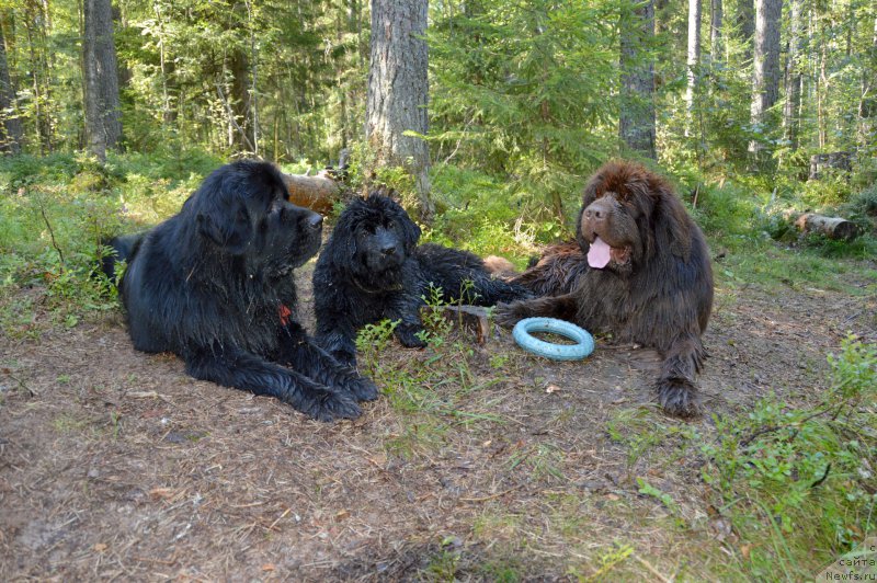 Фото: ньюфаундленд Акватория Келвин Кадриль (Aquatoriya Kelvin Kadril), ньюфаундленд Смигар Юнгфрау Юлиана (Smigar Yungfrau Yuliana), ньюфаундленд I Follow The Sun de L'Etoile de Cyrice
