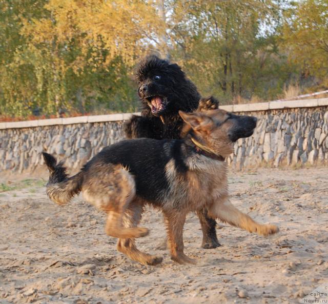 Фото: ньюфаундленд Супер Премиум Вашингтон, и боевая подруга