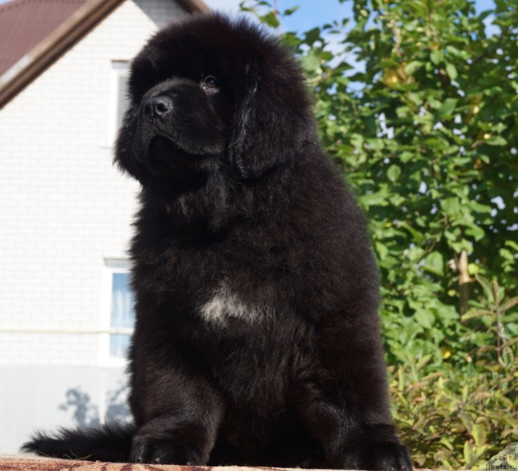 Фото: Супер Премиум Уолт Дисней