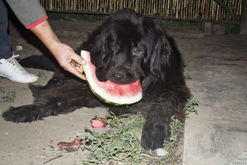 Фото: ньюфаундленд Черный Балу Джонс