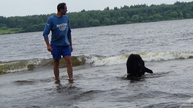 Фото: Владимир Пахнюк, ньюфаундленд Сент Джонс Оптимус Прайм (Sent Djons Optimus Prime)