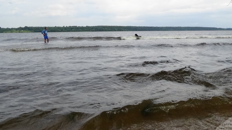 Фото: Владимир Пахнюк, ньюфаундленд Сент Джонс Оптимус Прайм (Sent Djons Optimus Prime)