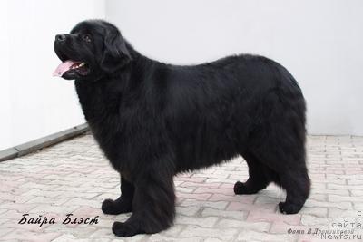 Фото: ньюфаундленд Байра Блэст (Baira Blest)