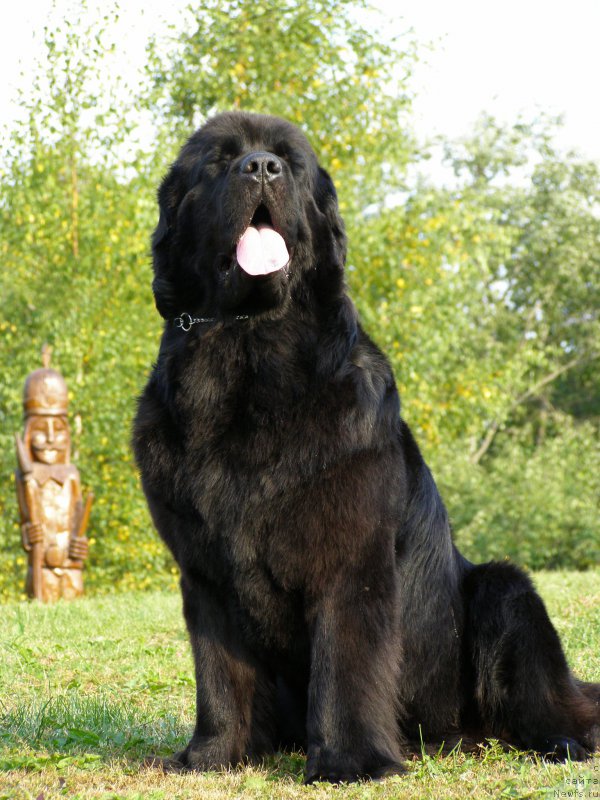 Фото: ньюфаундленд Черная Мафия Маубе Ше Вилл (Chernaya Mafia Maybe She Will)