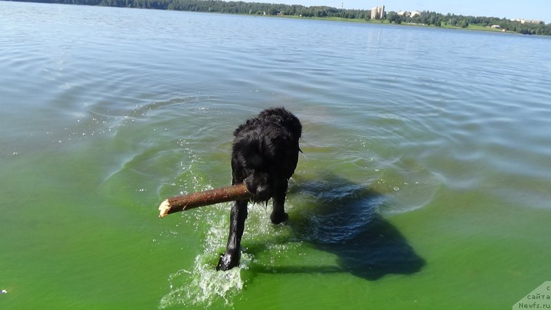 Фото: ньюфаундленд Сент Джонс Оптимус Прайм (Sent Djons Optimus Prime)