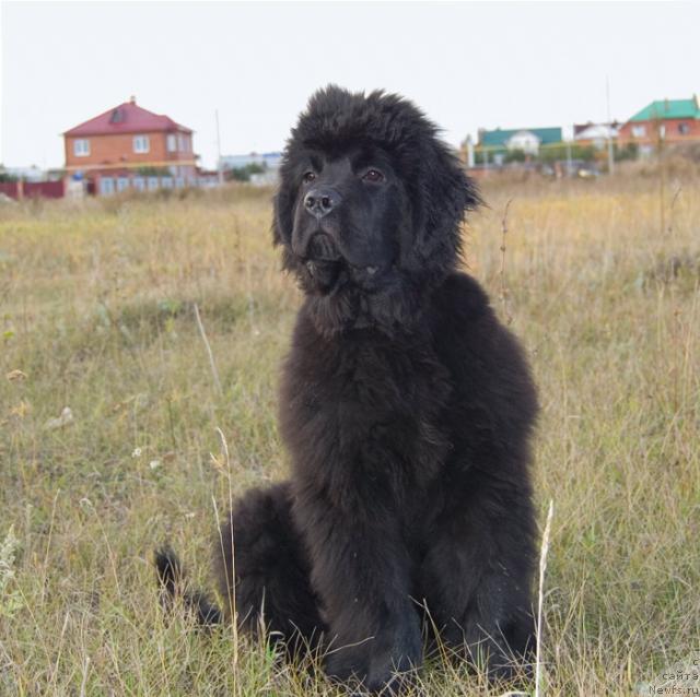 Фото: ньюфаундленд Супер Премиум Вашингтон
