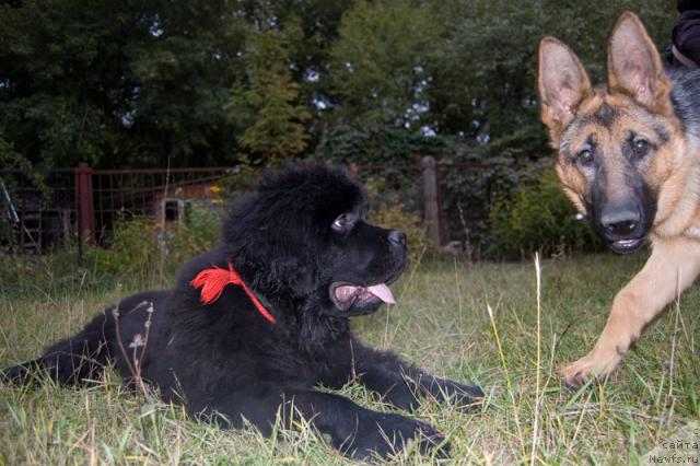 Фото: ньюфаундленд Супер Премиум Вашингтон