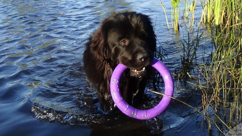 Фото: ньюфаундленд Сент Джонс Оптимус Прайм (Sent Djons Optimus Prime)