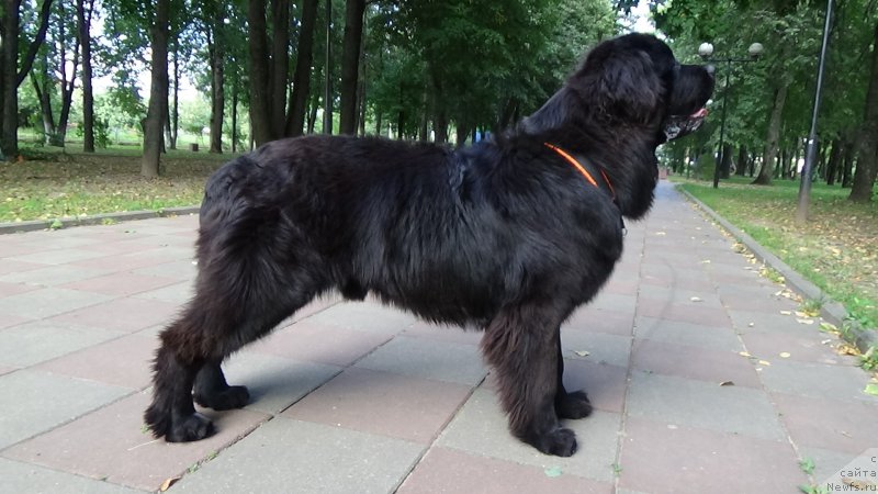 Фото: ньюфаундленд Сент Джонс Оптимус Прайм (Sent Djons Optimus Prime)