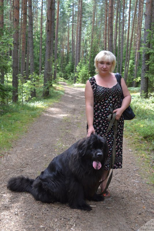 Фото: ньюфаундленд Черная Мафия Зоом Инто Ме (Chernaya Mafia Zoom Into Me)