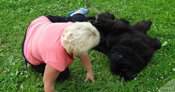 Фото: ньюфаундленд Черная Мафия Зоом Инто Ме (Chernaya Mafia Zoom Into Me)