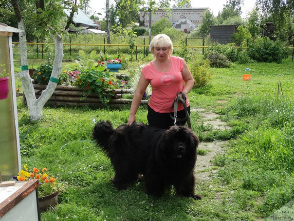 Фото: ньюфаундленд Черная Мафия Зоом Инто Ме (Chernaya Mafia Zoom Into Me)