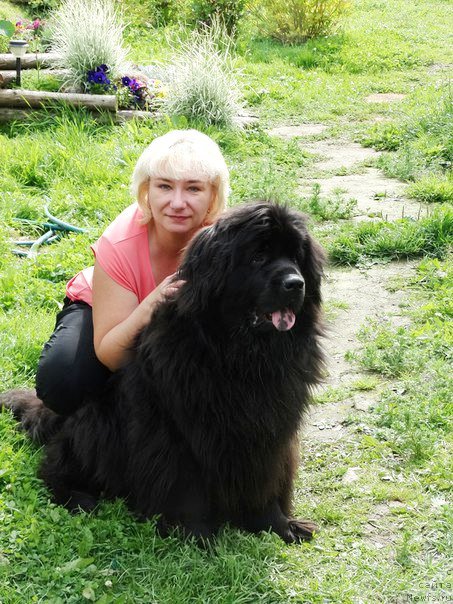 Фото: ньюфаундленд Черная Мафия Зоом Инто Ме (Chernaya Mafia Zoom Into Me)