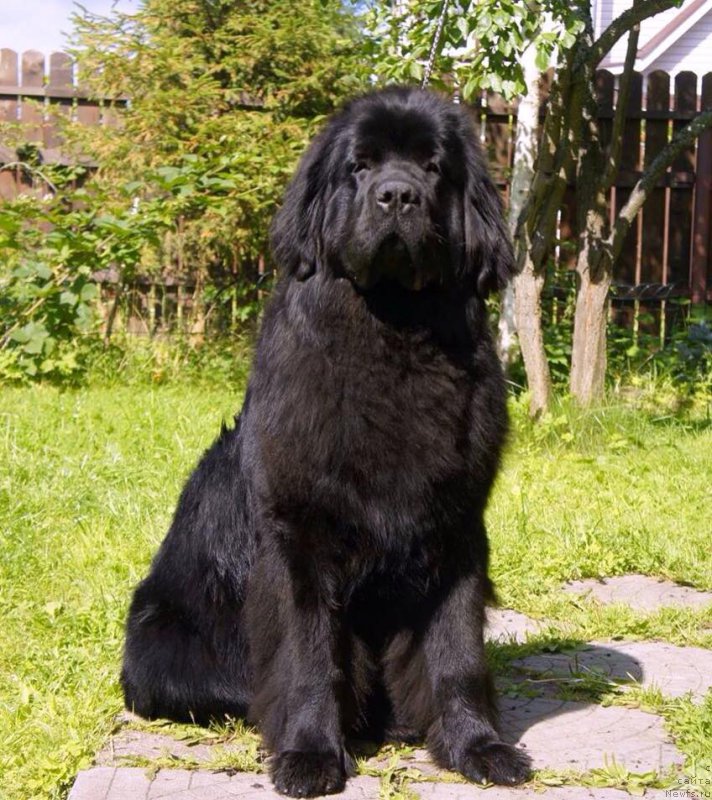 Фото: ньюфаундленд Love Inside Your Soul Moon Bear