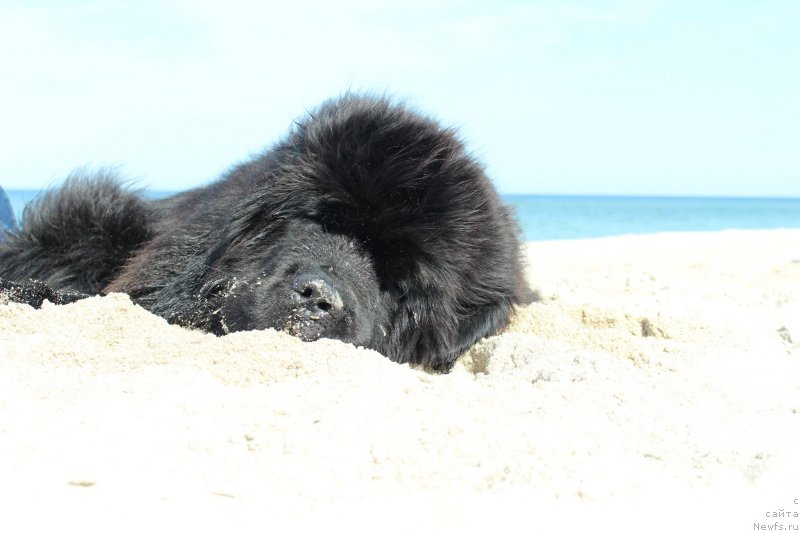Фото: ньюфаундленд Акватория Келвин Ю Мэйк Май Дрим