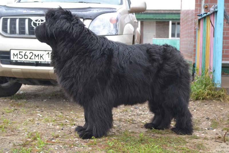 Фото: ньюфаундленд I'm Little Princess Midnight Bear