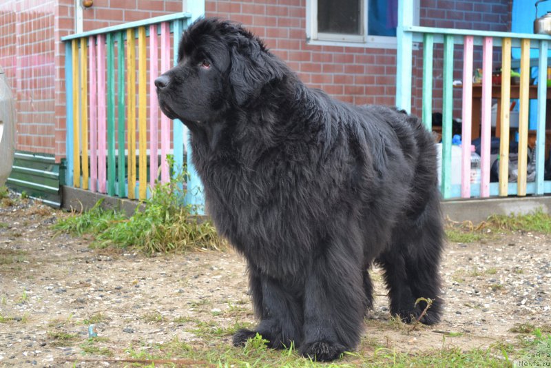 Фото: ньюфаундленд I'm Little Princess Midnight Bear