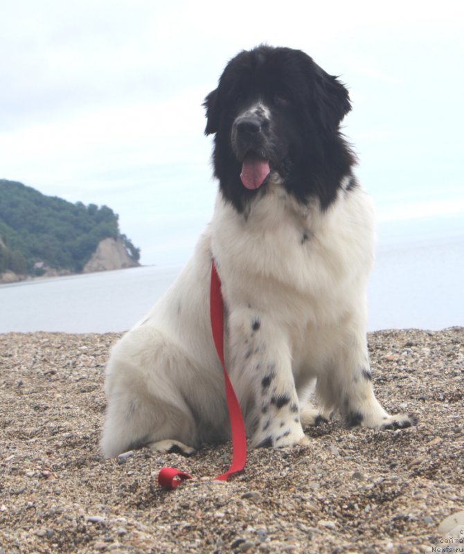 Фото: ньюфаундленд Сент Джонс Исида