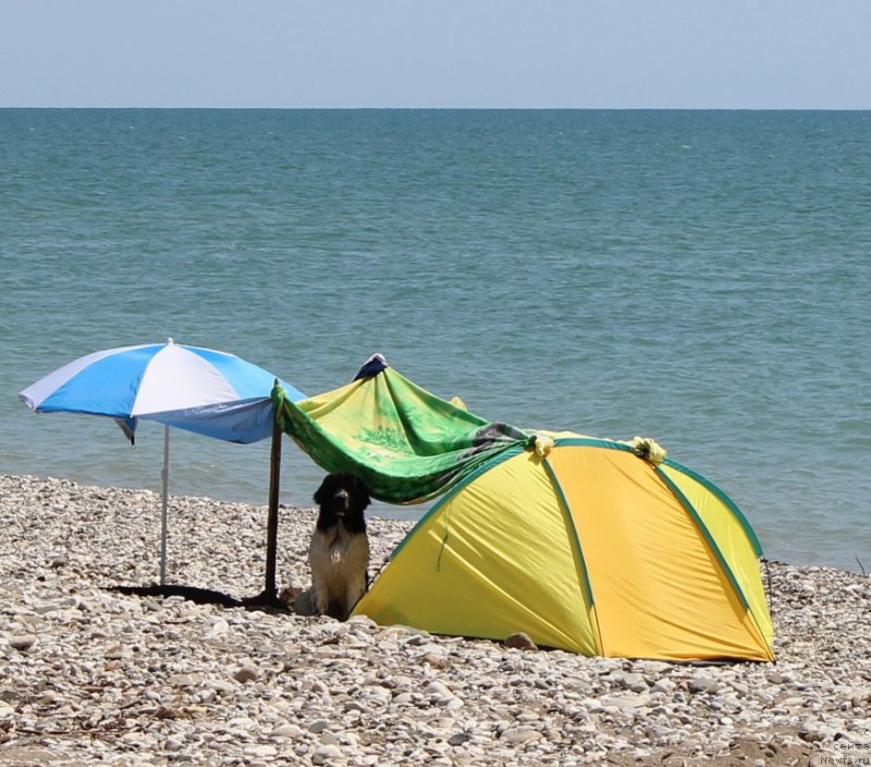 Фото: ньюфаундленд Сент Джонс Исида