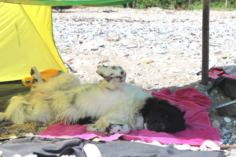 Фото: ньюфаундленд Сент Джонс Исида