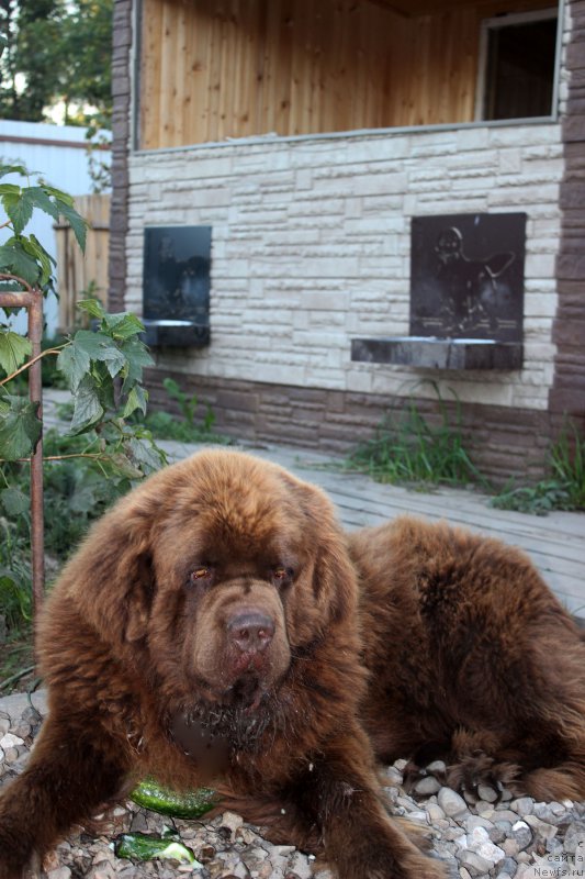 Фото: ньюфаундленд Чарли Де Бест Хелфи Пэл (Charli The Best Helfi Pel)