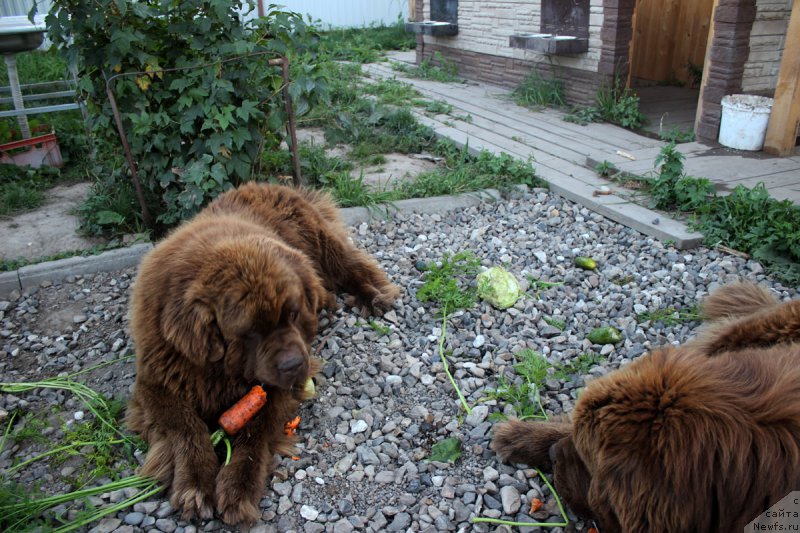 Фотография № 190106